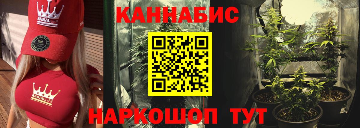 Каннабис OG Kush Отрадный
